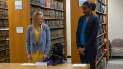 Ce labrador prête serment comme chien de soutien émotionnel et c’est très