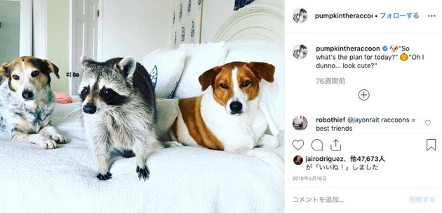 インスタで人気のアライグマ パンプキン 死去 フォロワー140万人 いないことが寂しくてたまらない ハフポスト