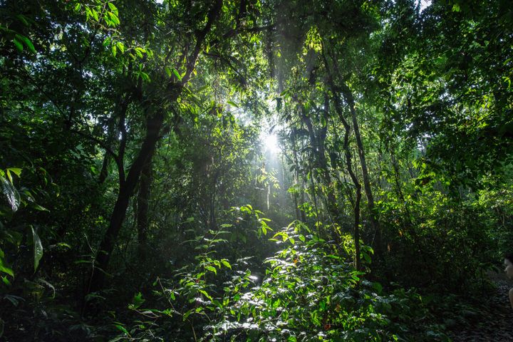 Sun breaking through the trees in Corcoaodo National Park Rainforest, Costa Rica,