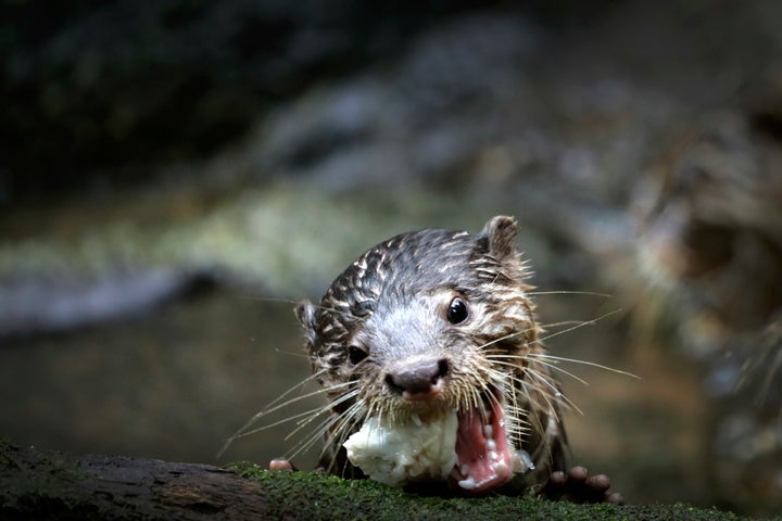 An otter pictured at the Singapore Zoo. A Vancouver garden is on high alert for an otter believed to have killed six koi in the last few days, one year after a similar incident in the same garden.