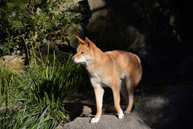 Canis lupus dingo. Dingo. Australia. Southern Territories. (Photo by: Andrea Innocenti/REDA&CO/Universal Images Group via Getty Images)