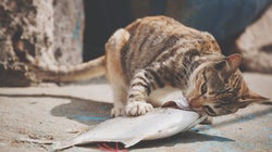 Los 23 alimentos que no deberías darle nunca a tu