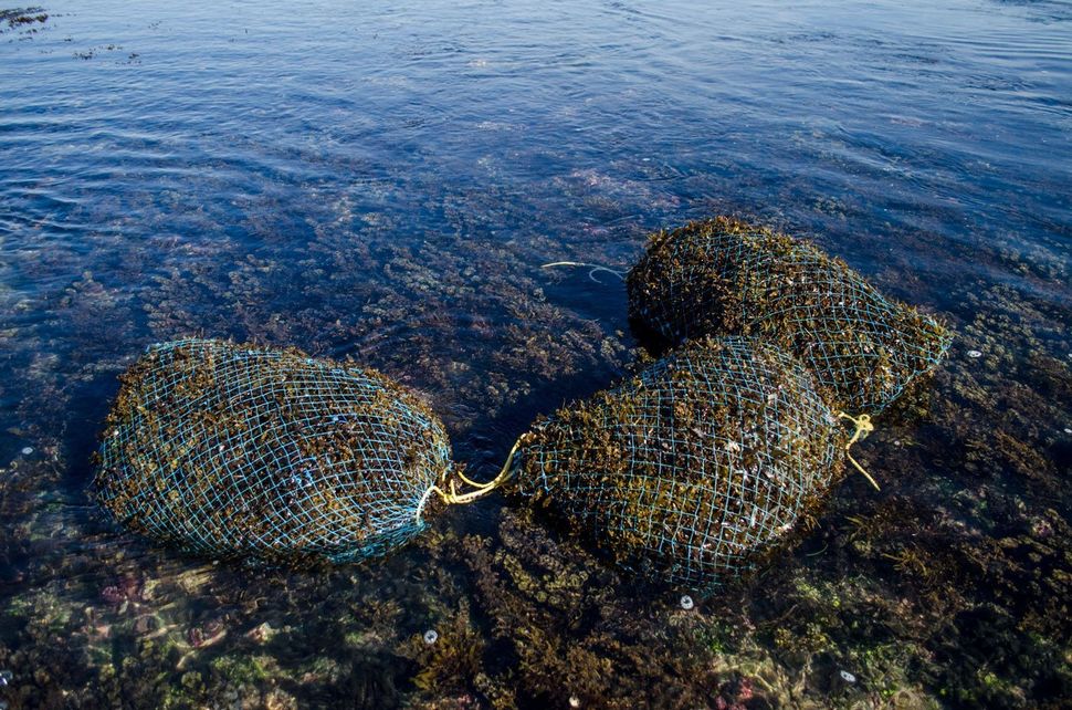 The net bags the women use to collect the seaweed; in the process, they often bruise and bleed, but a bag full means income to support their families.