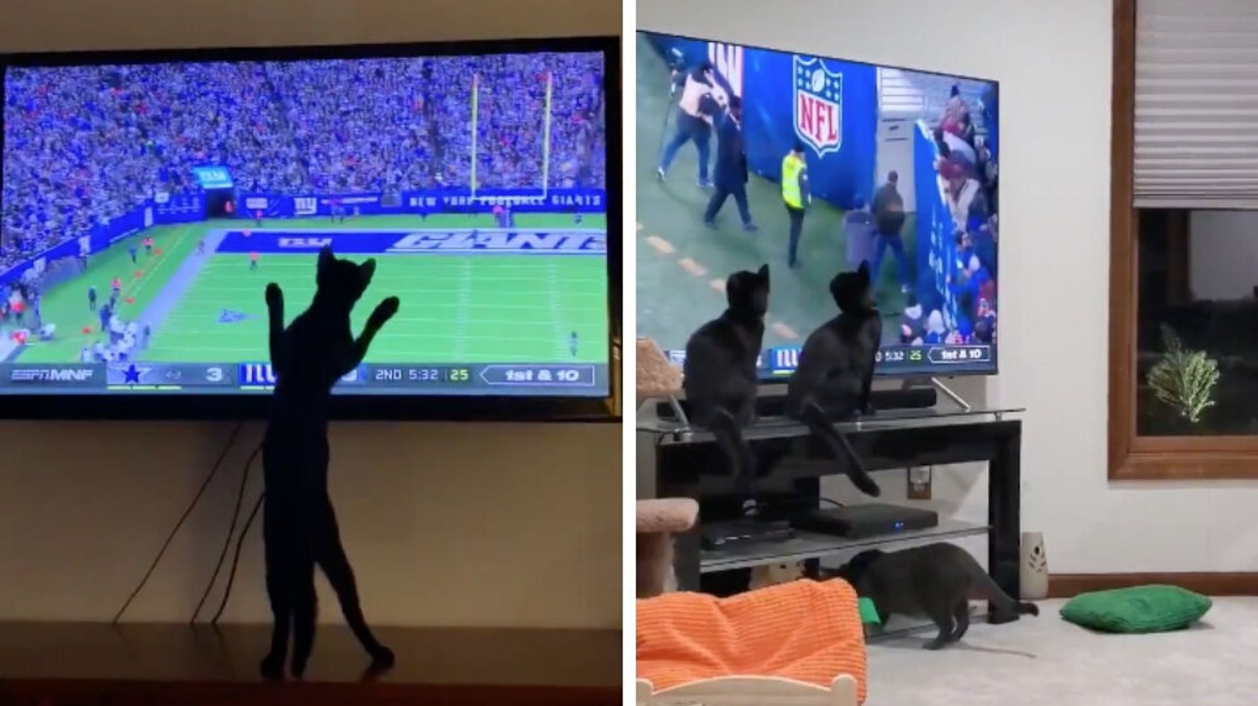 These Cats Loved Watching A Fellow Feline Disrupt An NFL Game | HuffPost  null