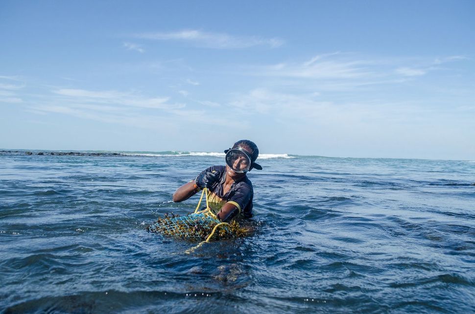 A. Mookupori pulling the net bag. Now 35, she has been diving for seaweed since she was eight years old. 