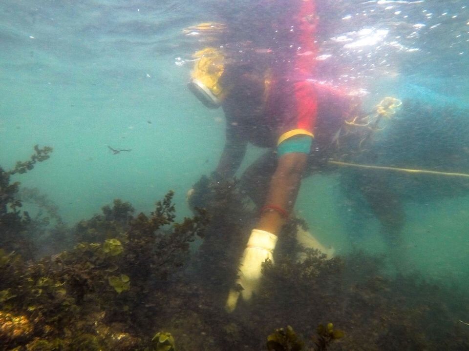 Seaweed harvesting is a traditional occupation passed on from mother to daughter in this region; here, U. Panchavaram is collecting seaweed from the reefs.