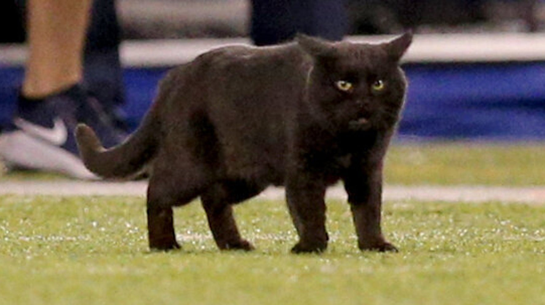 Adorable Photoshop Battle Breaks Out Over Black Cat From Monday Night Football Huffpost
