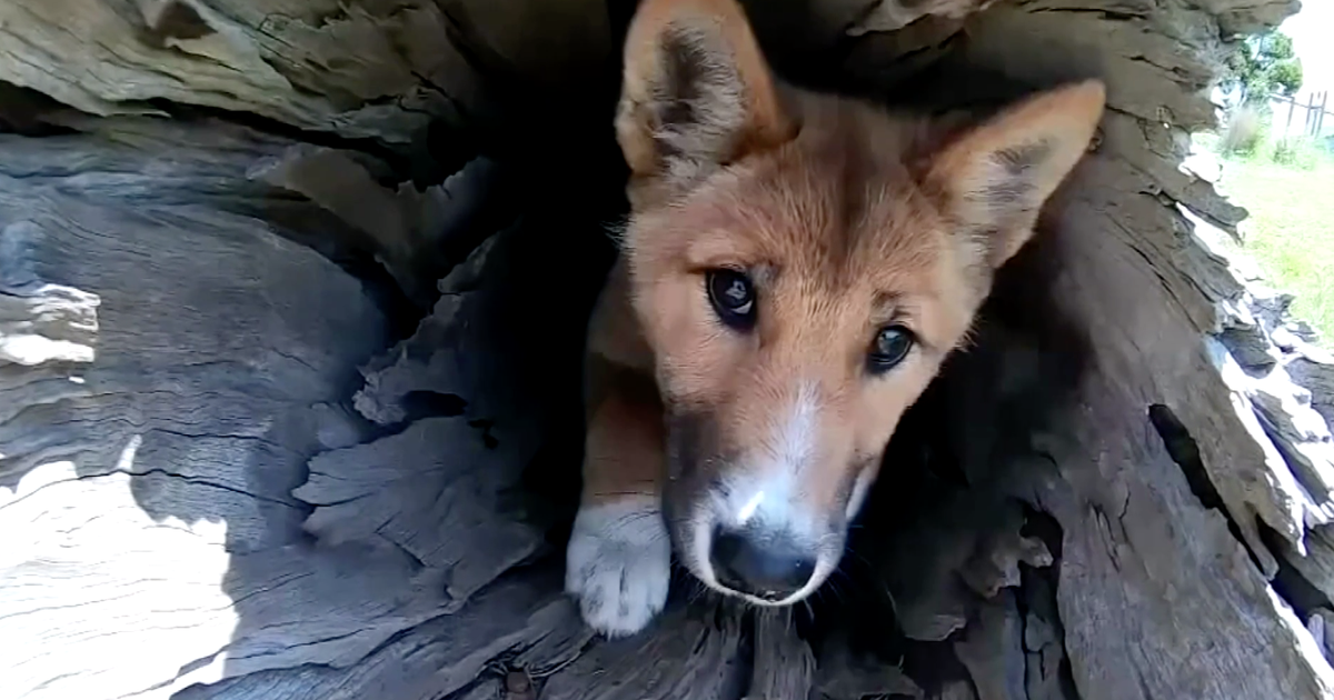 Adorable' stray dog turns out to be rare purebred dingo