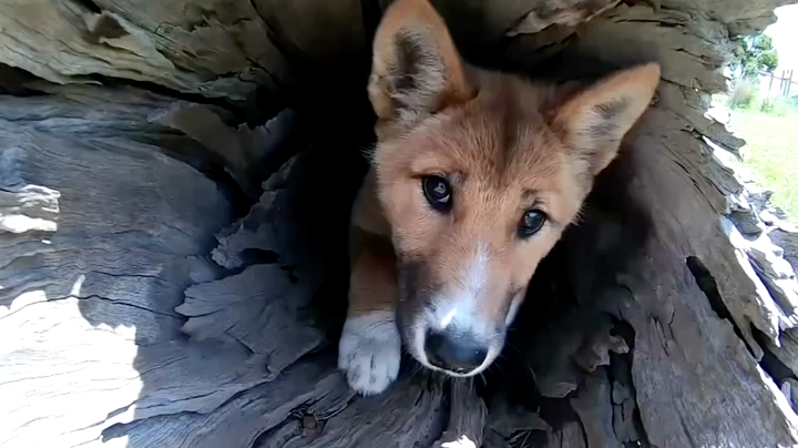 Months after is was found in a Victorian backyard, a DNA test has revealed a little pup, apparently dropped there by an eagle, is actually a rare purebred dingo. 