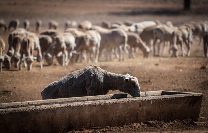 Farmers Continue To Struggle As NSW Suffers Through Worst Drought On Record
