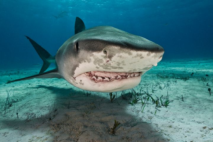 The man's hand was found in a tiger shark's stomach (file picture) 