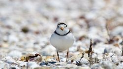 Un festival repoussé de deux semaines pour protéger un couple d’oiseaux