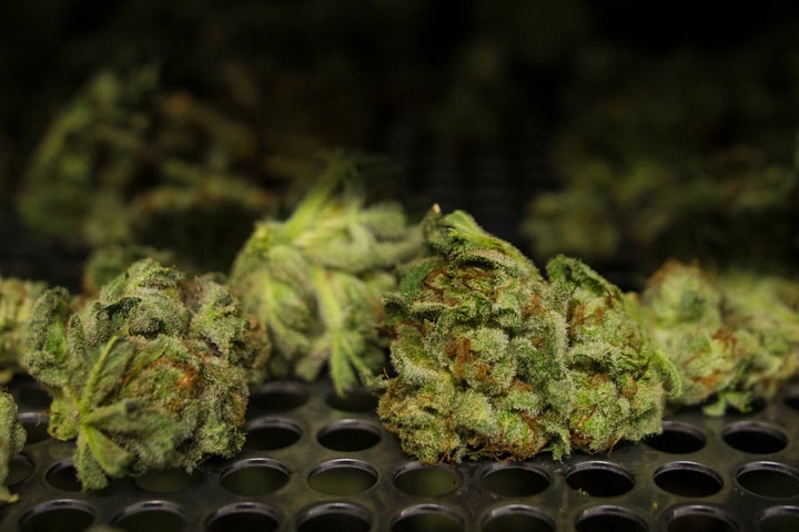 Cannabis buds lay along a drying rack at the CannTrust Niagara Greenhouse Facility in Fenwick, Ont., on June 26, 2018. The Ontario government will be tripling the amount of cannabis stores in the province this fall.