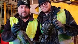 600 bouteilles de cognac retrouvées en mer