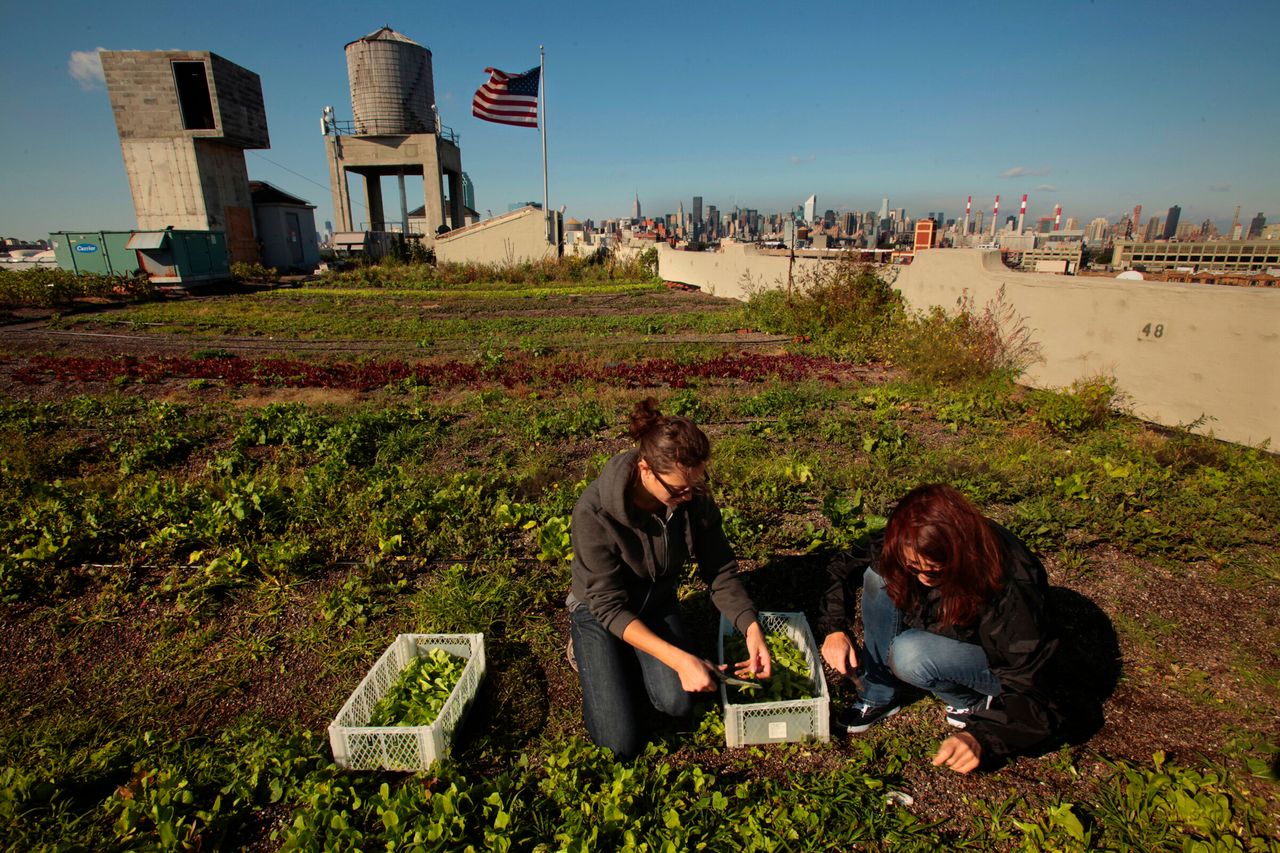 The Brooklyn Grange has a 40,000-square-foot commercial rooftop garden in the New York City borough of Queens. 