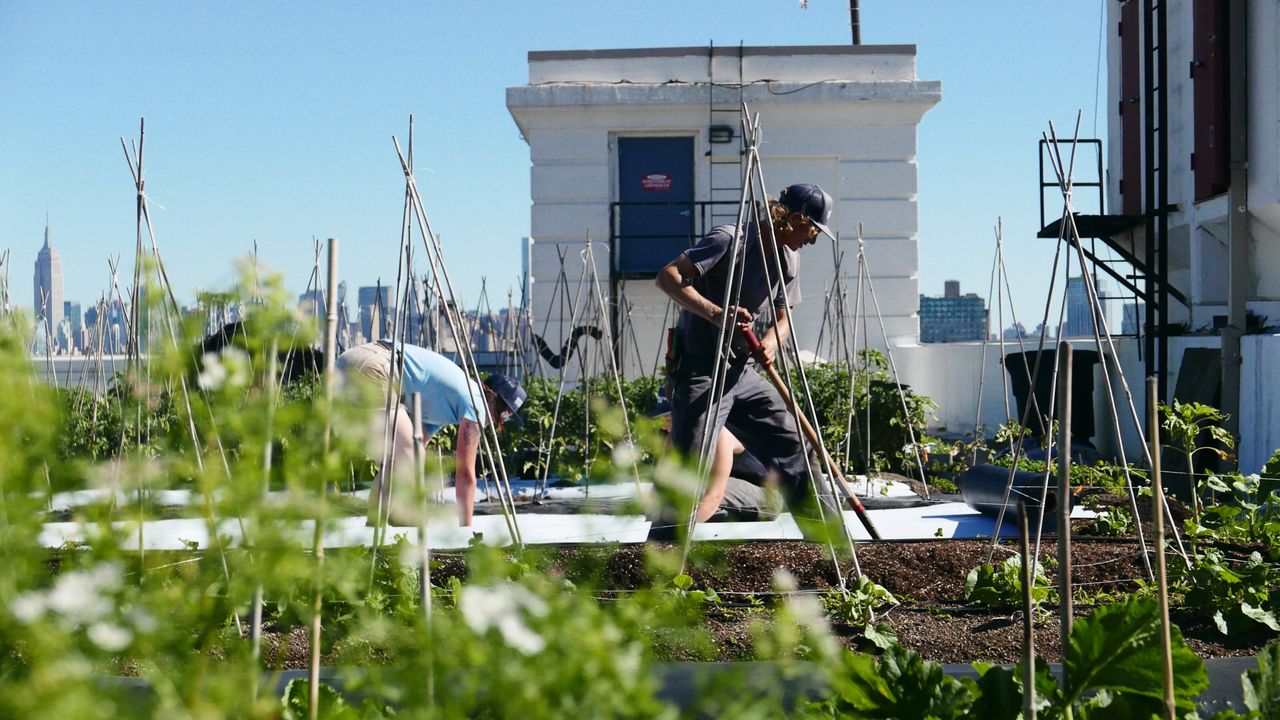 Farmers working at Brooklyn Grange's rooftop farm at the Brooklyn Navy Yard in New York City.