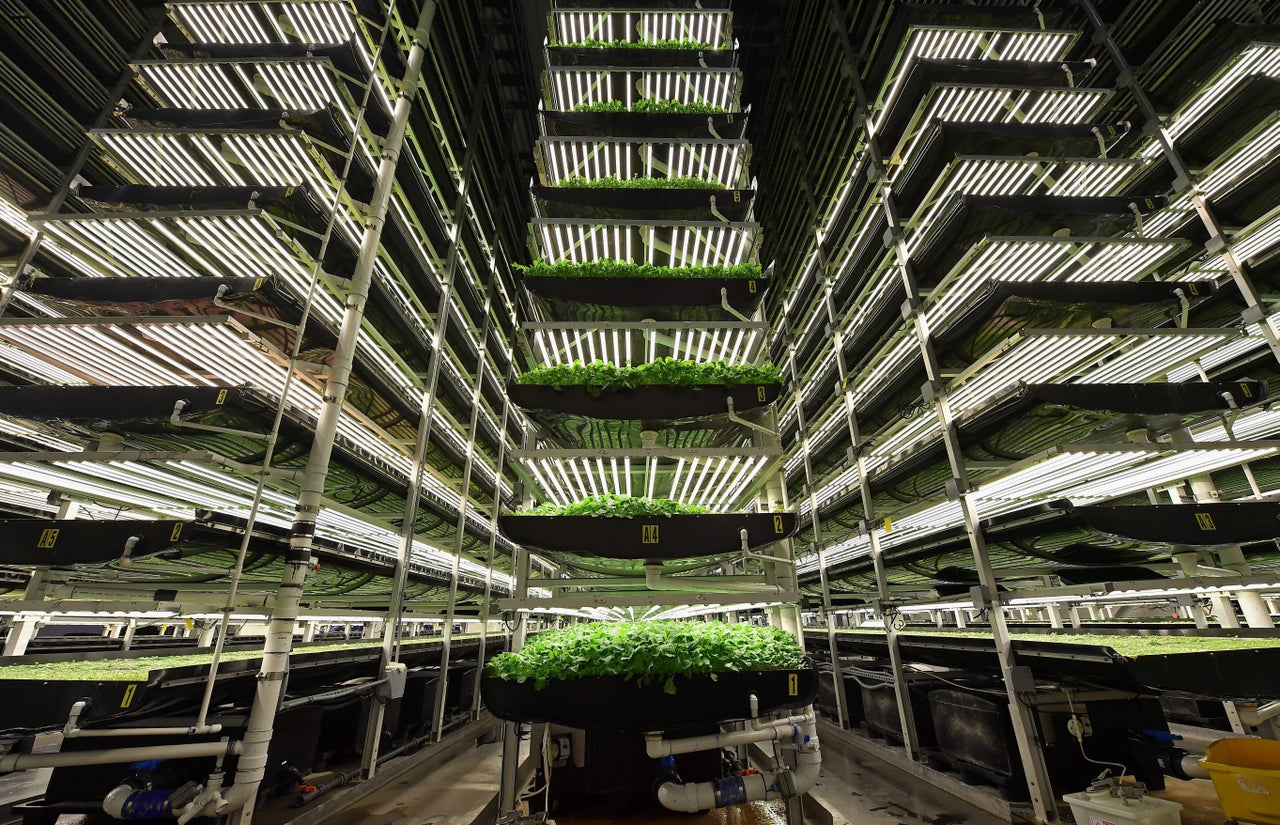 Vertical grow towers at AeroFarms in Newark, New Jersey.