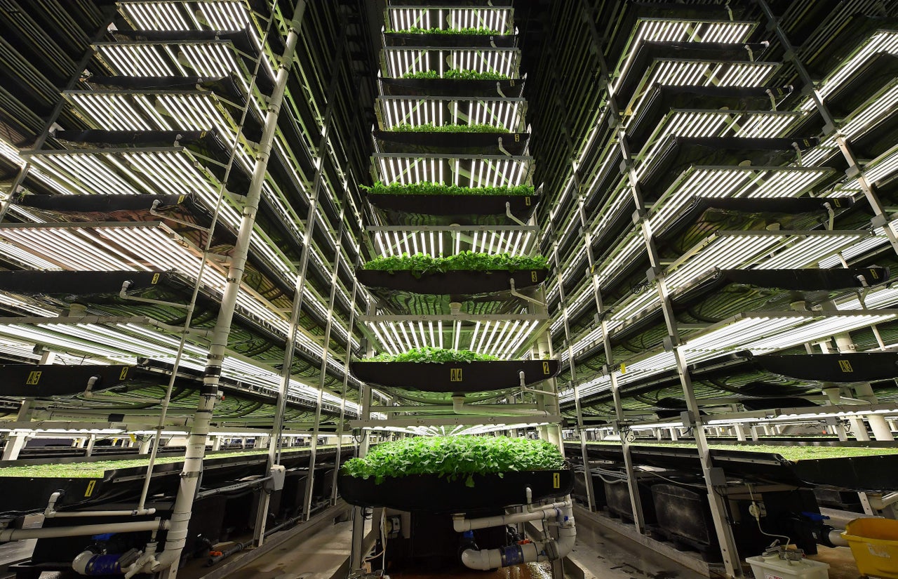 Vertical grow towers at AeroFarms in Newark, New Jersey. 