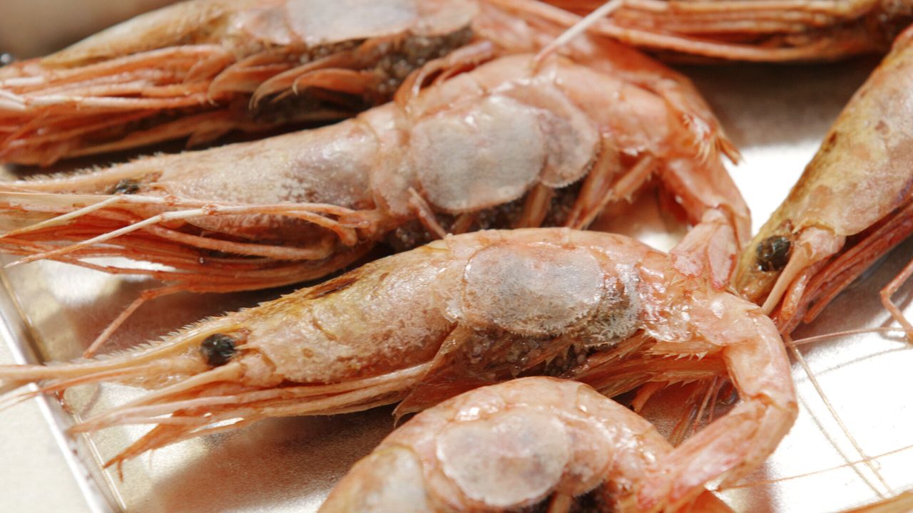 Shrimp are lined up to be examined at the University of Maine. 