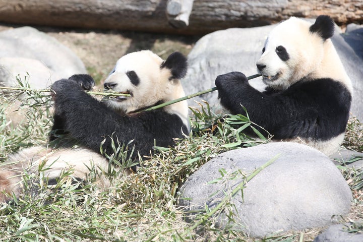 Out of the four pandas, two of them are Canadian-born. Er Shun and Da Mao came to the Toronto zoo from China in 2013. Twins Jia YueYue and Jia PanPan were born two years later.