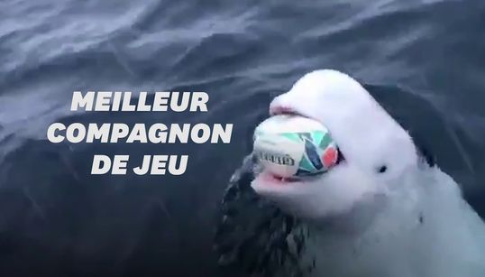 Ce beluga n’a rien à envier aux Sud-Africains champions du monde de