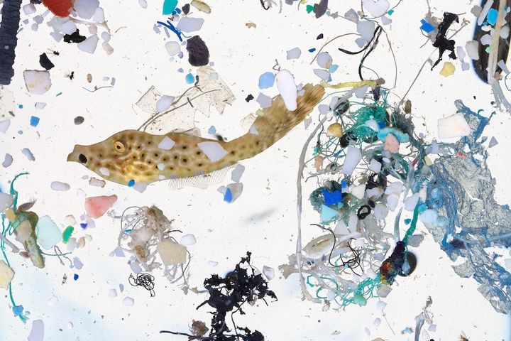 A scribbled filefish, about 50 days old and 2 inches long, surrounded by plastics in a sample taken in a surface slick in the coastal waters of Hawaii Island.