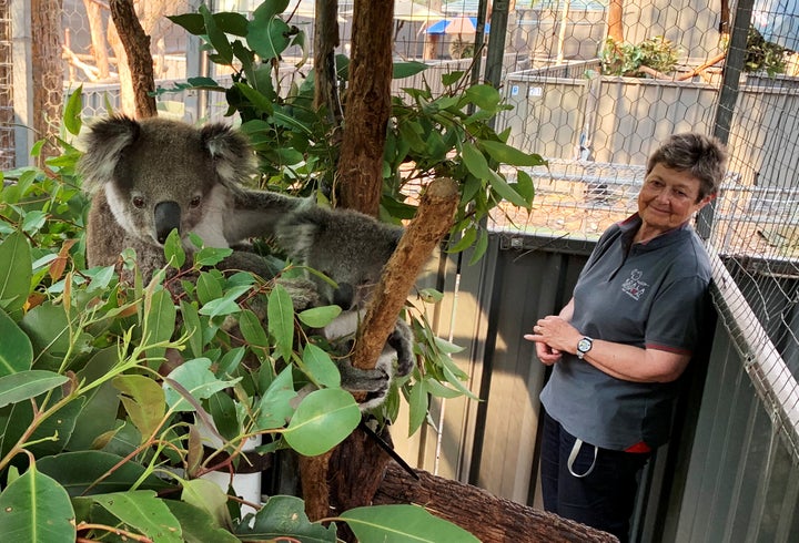 Sue Ashton, president of Koala Conservation Australia, looks at a koala mother named Julie and an unnamed koala joey in Port Macquarie. 