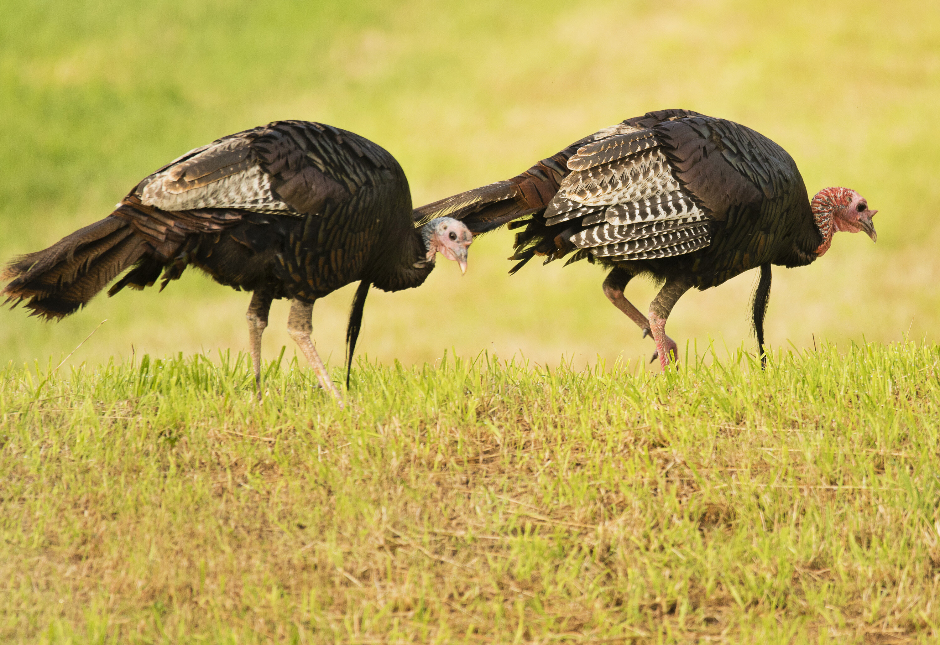 Wild Turkeys Are Taking Over A New Jersey Neighborhood | HuffPost