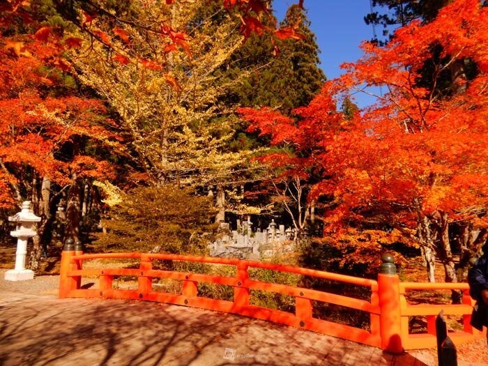 和歌山県高野町 高野山の紅葉 10日(日)