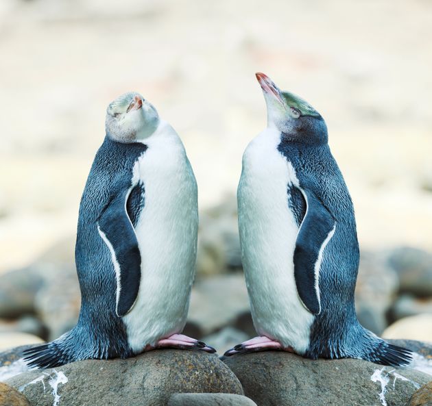 «Πουλί της χρονιάς» στη Νέα Ζηλανδία ο αντικοινωνικός πιγκουίνος Χόιχο που απειλείται με