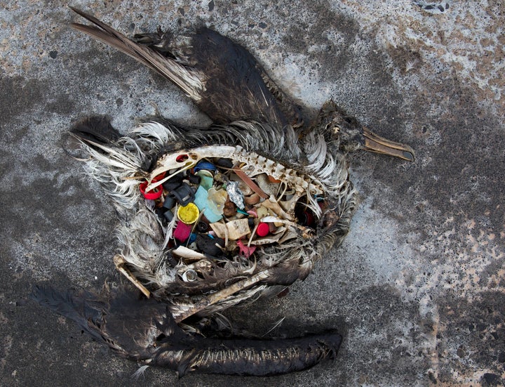 A black footed albatross chick with plastics in its stomach lies dead on Midway Atoll in the Northwestern Hawaiian Islands. The remote atoll is now a delicate sanctuary for millions of seabirds. Each year the U.S. Fish and Wildlife Service removes about 20 tons of plastic and debris that washes ashore from surrounding waters.