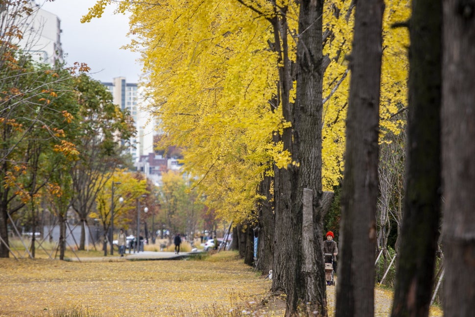 은행나무 숲길이 인상적인 경의선 숲길