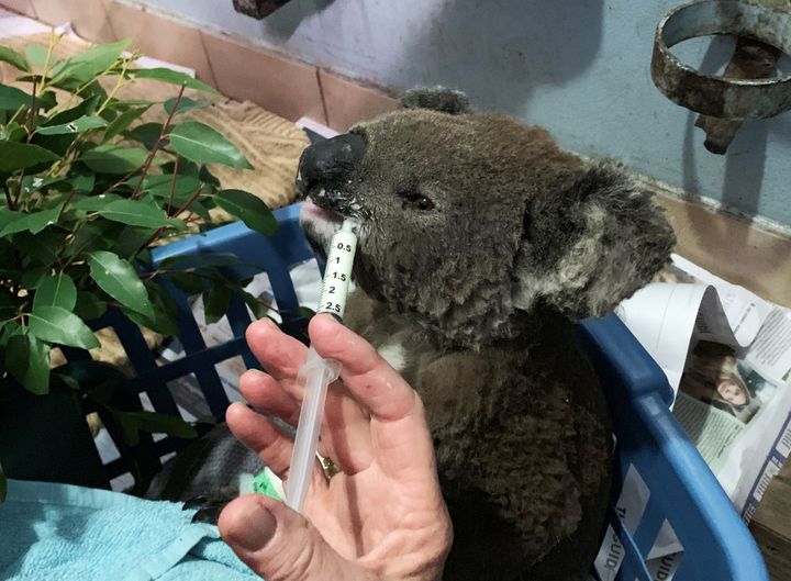 A burnt koala named Anwen, rescued from Lake Innes Nature Reserve, receiving formula at the Port Macquarie Koala Hospital ICU in Port Macquarie, Australia 