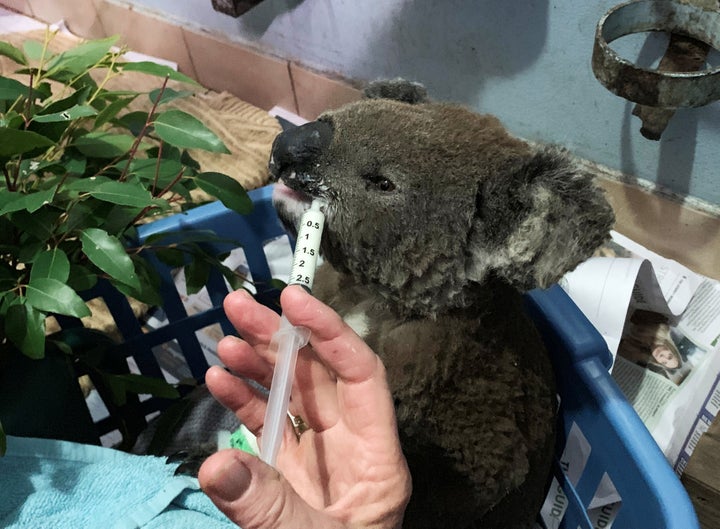 A burnt koala named Anwen, rescued from Lake Innes Nature Reserve, receiving formula at the Port Macquarie Koala Hospital ICU in Port Macquarie, Australia