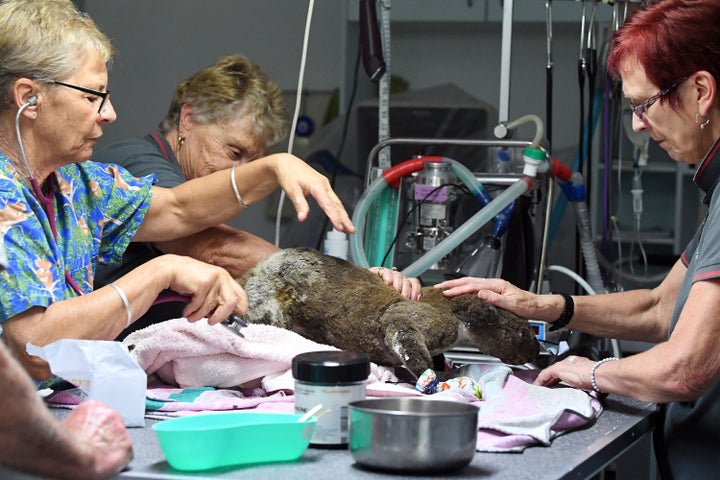 Vets work on a dehydrated and injured koala at the Port Macquarie Koala Hospital after its rescue from the fires