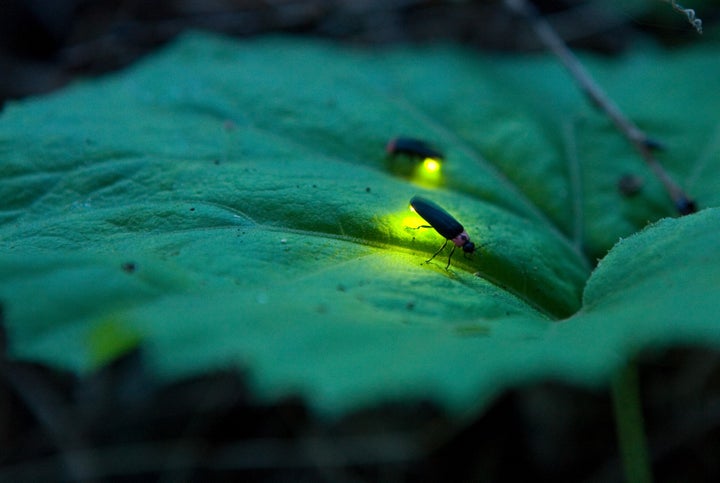 Fireflies use bioluminescent bursts of light to find a mate, but light pollution means it's harder for them to see each other.