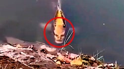 El pez con cara humana que se ha vuelto