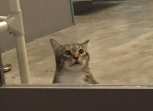 Viral Videos The Latest Funniest Must See Clips From Around The Web Huffpost Uk