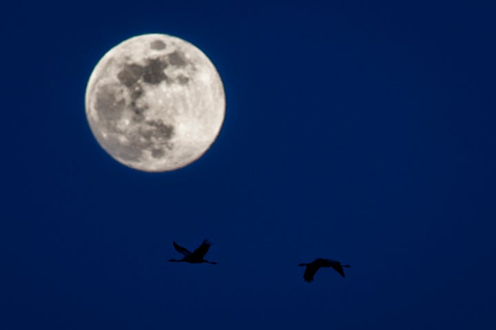 Birds often migrate at night due to lower temperatures. 