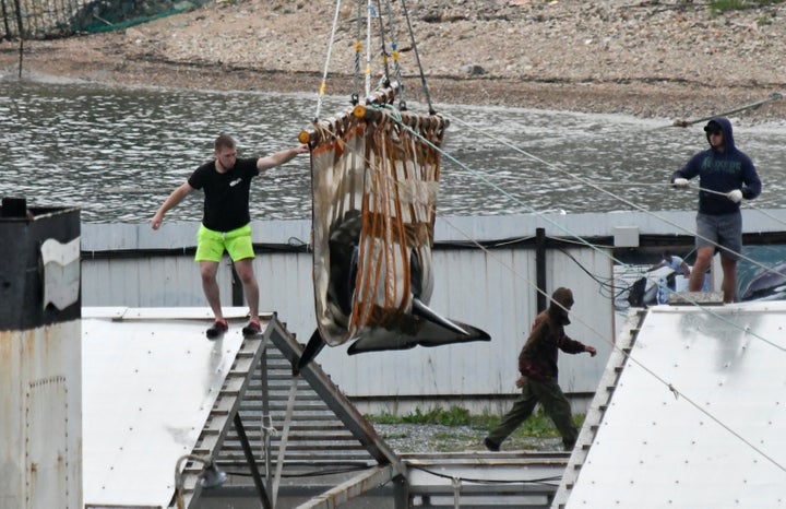 Employees taking part in the operation to transport and release orcas and from the facility in June.