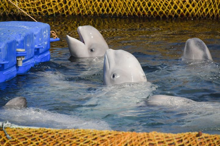 Beluga whales in the facility where illegally caught orcas and belugas were previously being kept to be sold to Chinese amusement parks, in Srednyaya Bay near the city of Nakhodka in Russia's Far East.