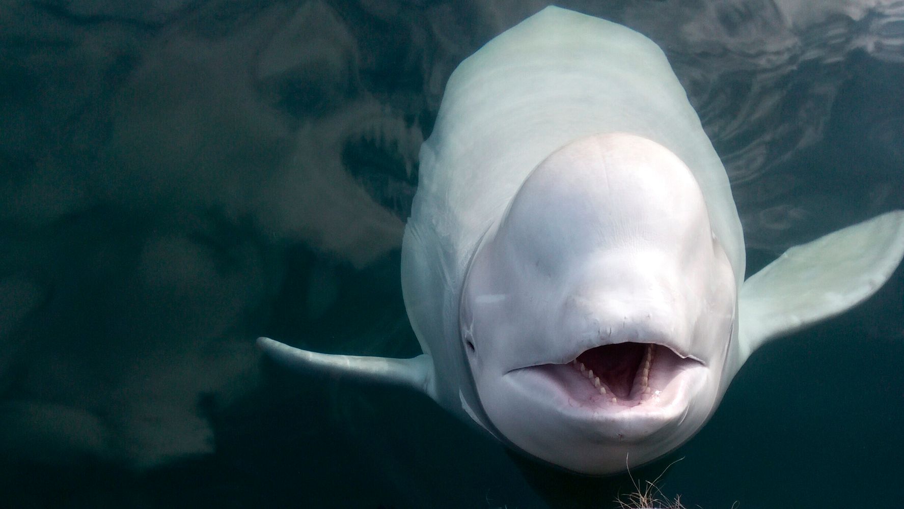 Beluga Playing Fetch In Viral Video Confirmed To Be So Called Russian Spy Whale Huffpost Uk