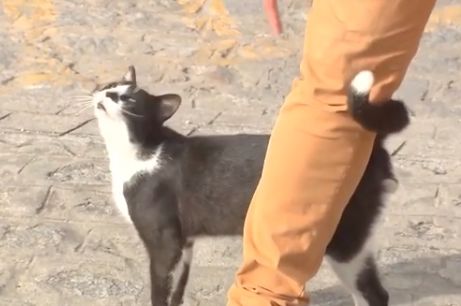 リラさんの足元に擦り寄る野良猫