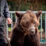 L'ours Mischa, sauvé des cirques en septembre, est