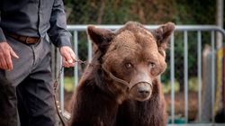 L’ours Mischa, sauvé des cirques en septembre, est