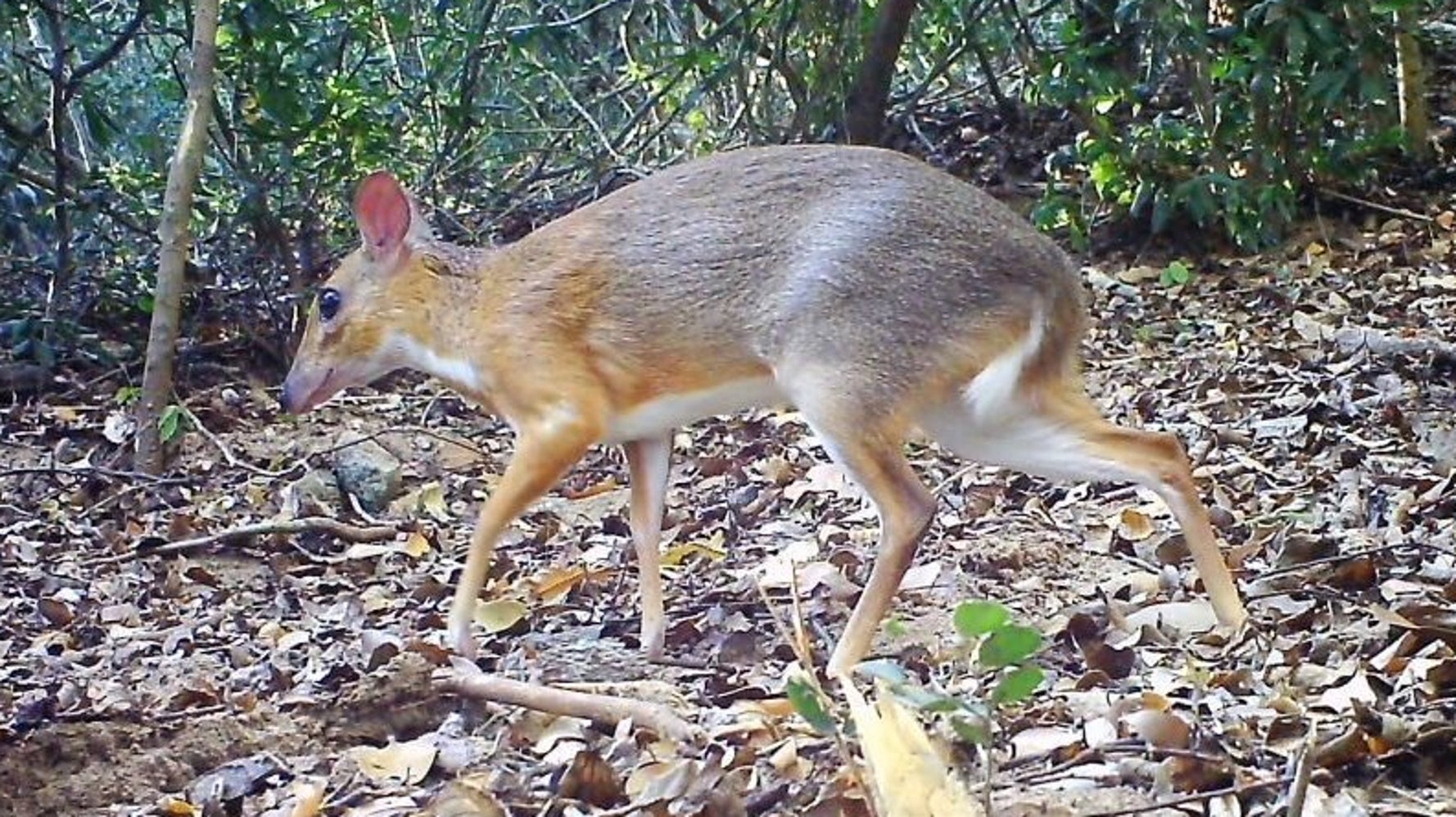 Mouse-Deer Species Thought To Be Extinct Rediscovered After 112 Years ...