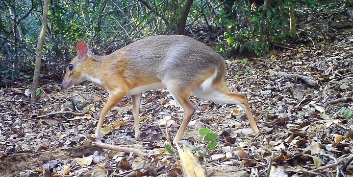 The continued existence of the chevrotain, a small deer-like animal in Vietnam, has been confirmed scientifically for the first time since 1907.