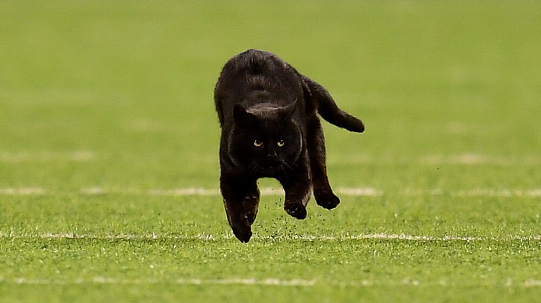 アメフトの試合に乱入した黒猫 タッチダウンを決める スタメンに起用されてしまう 動画 ハフポスト アメフトの試合に乱入した黒猫 タッチダウンを決める スタメンに起用されてしまう 動画 ハフポスト