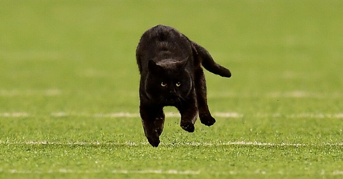 アメフトの試合に乱入した黒猫 タッチダウンを決める スタメンに起用されてしまう 動画 ハフポスト