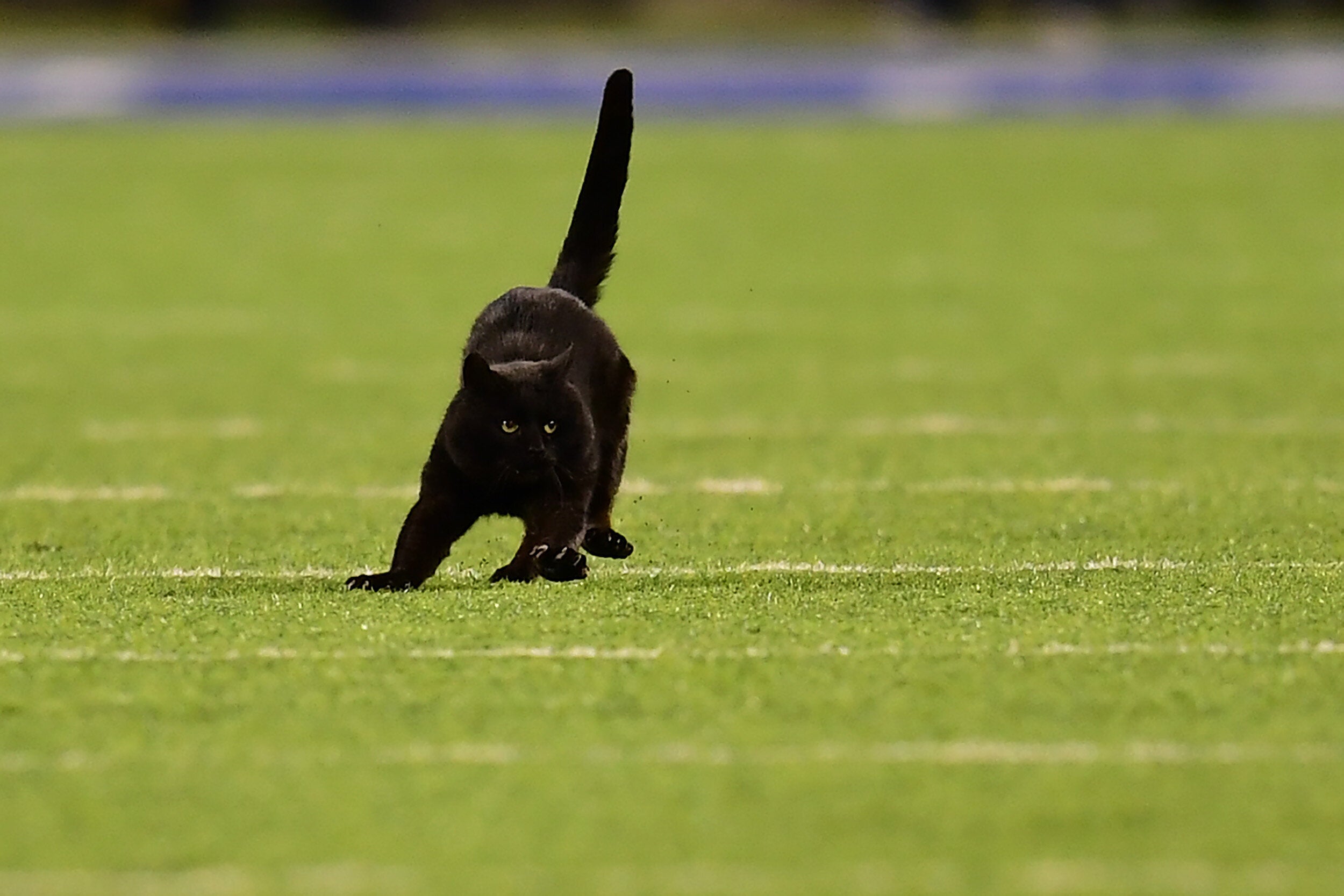 アメフトの試合に乱入した黒猫、タッチダウンを決める⇒スタメンに起用 